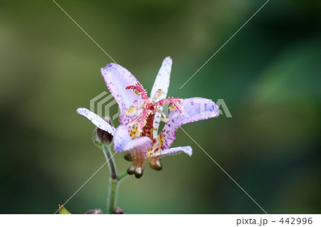 ホトトギス 442996