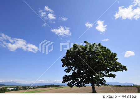 美瑛の丘 美瑛の丘 443162