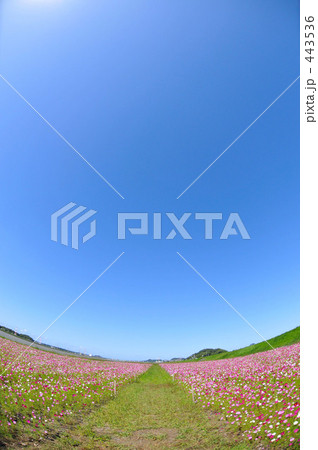 青空と秋桜 青空と秋桜 443536