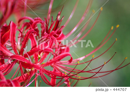 野を染める彼岸の頃 444707