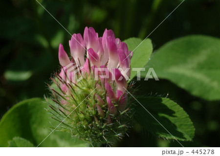 蓮華草の蕾 445278