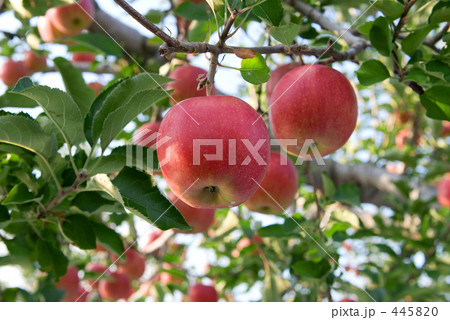 サンジョナ サンジョナ 445820