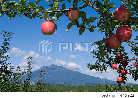 りんご ＆ 岩木山 445822