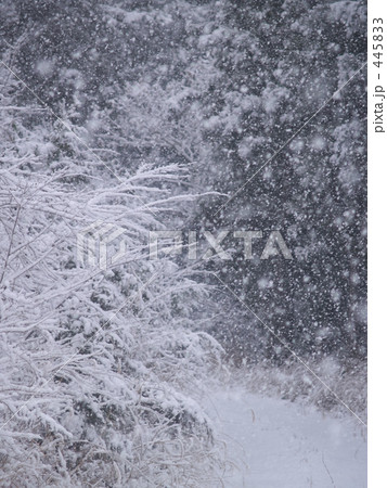 雪は降る降る 445833