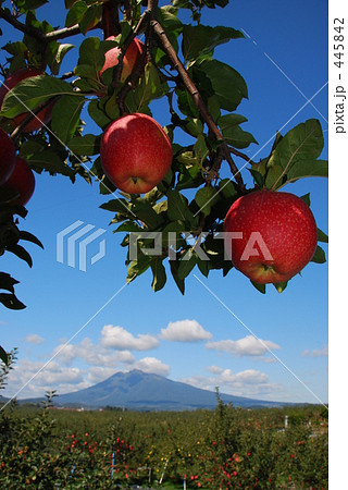 青森りんご 445842