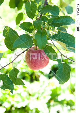 仕上げの日光浴 445873