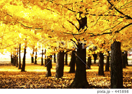 イチョウの葉 445898