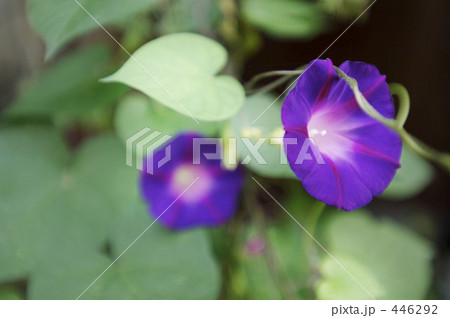 昼顔 昼顔 446292