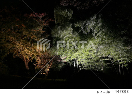 日本庭園(六義園) 日本庭園(六義園) 447398