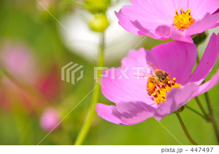 秋桜と蜜蜂Ⅲ 447497