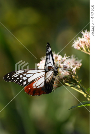 アサギマダラ 447916