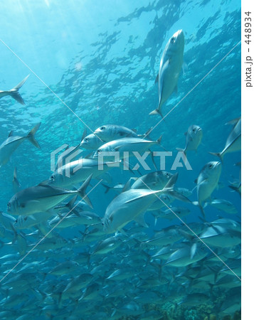 群れ② 群れ② 448934