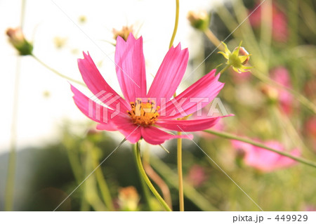 コスモスの花 449929