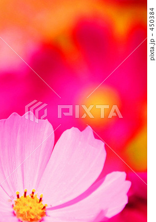 ポップな秋桜 450384