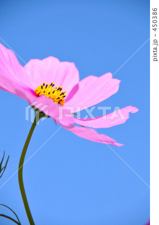 可憐な秋桜 可憐な秋桜 450386