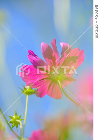 秋桜 秋桜 450398