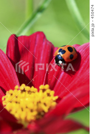 コスモスとてんとう虫 コスモスとてんとう虫 450474
