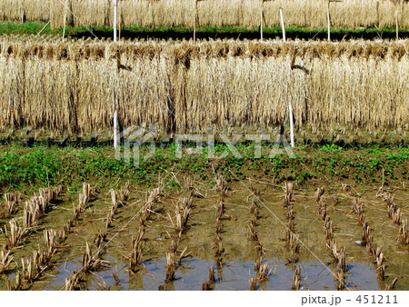 水田の秋 451211
