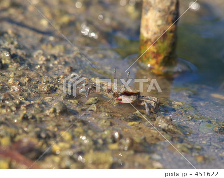 シオマネキ 451622