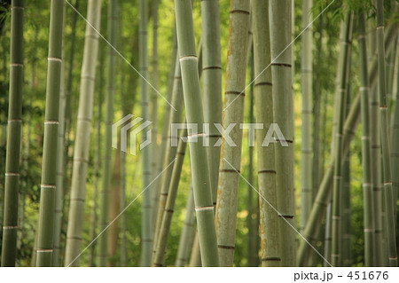 竹林 竹林 451676