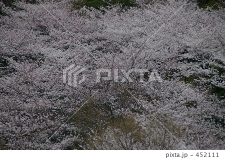 桜 452111