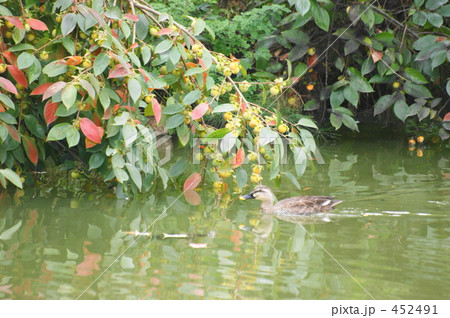 柿と鴨 柿と鴨 452491