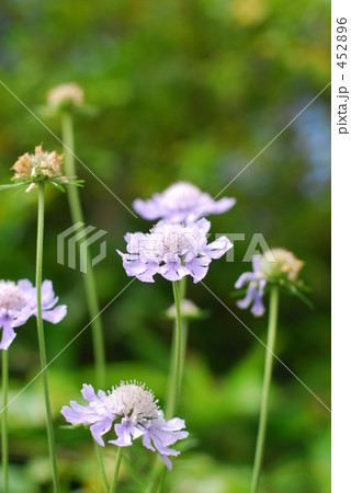 高原に咲く花 452896