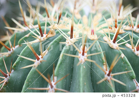 サボテン サボテン 453328