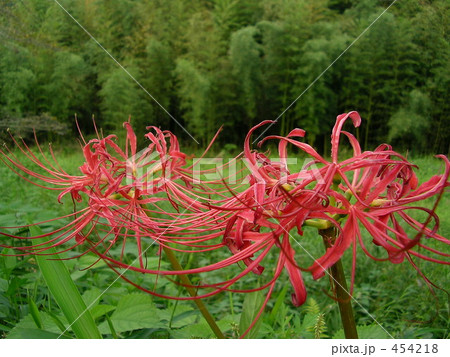 彼岸花と竹林 454218