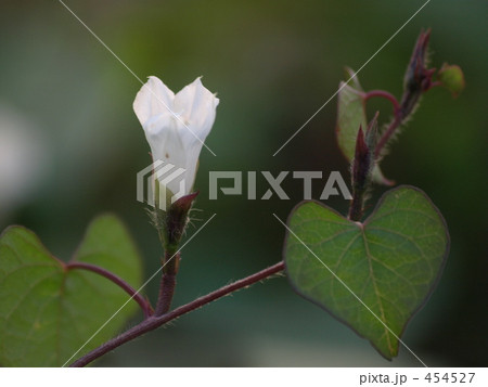 白い花 白い花 454527