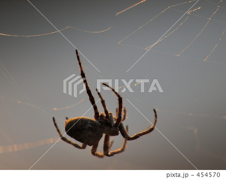 蜘蛛 454570