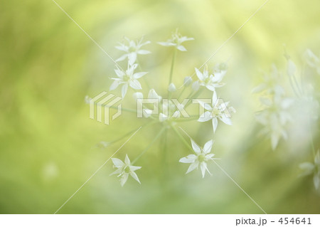 線香花火・・・ 454641