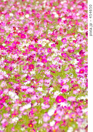 秋桜畑Ⅲ 秋桜畑Ⅲ 454650