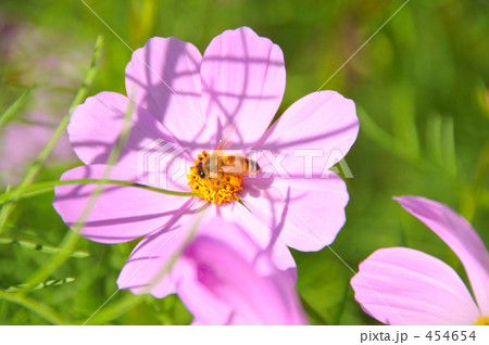秋桜と蜜蜂Ⅴ 秋桜と蜜蜂Ⅴ 454654
