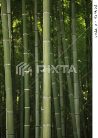 竹林 454663