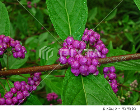 雨のコムラサキ 454865
