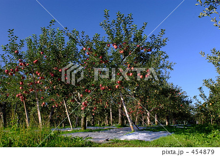 りんごの風景 りんごの風景 454879