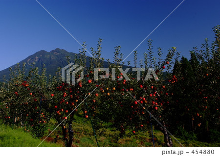 津軽のりんご園 454880