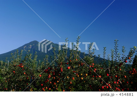 津軽のりんご園 津軽のりんご園 454881