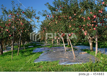 りんご園の風景 りんご園の風景 454883