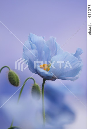 ブルーポピー 455078