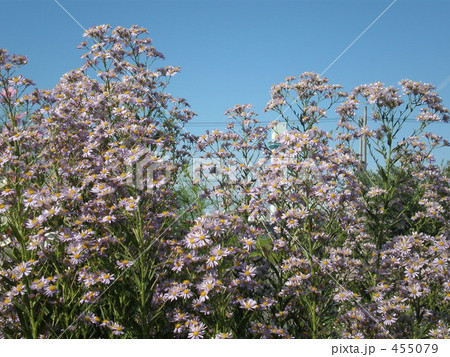 シオン(紫苑) 455079