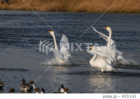 白鳥の舞 455141