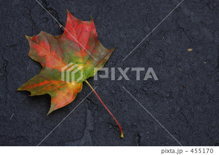 Maple Leaves 1 455170