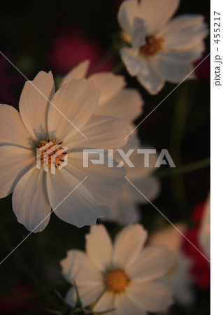 夕刻のコスモス 455217