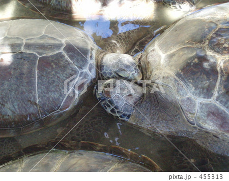 寄り添う海がめ 455313