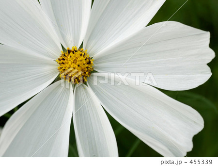 コスモス コスモス 455339