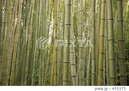 竹林 竹林 455375