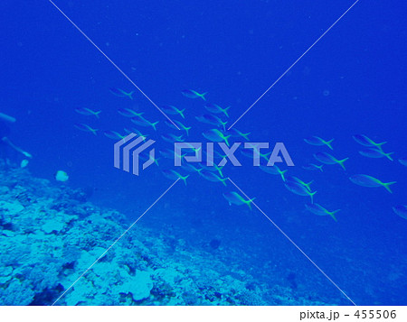 ウメイロモドキの群れ ウメイロモドキの群れ 455506