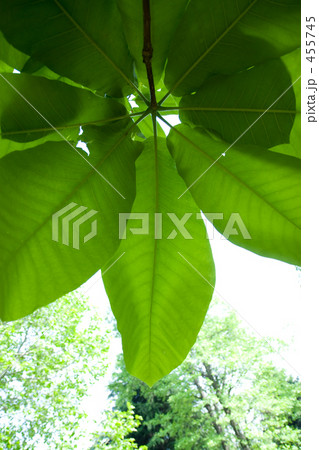 新緑－大きな葉 455745